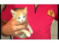 yavru kedi itfaiye ekiplerince kurtarıldı
