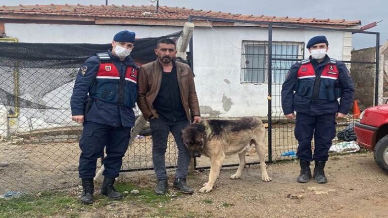 Kırıkkale’de İlginç Köpek Hırsızlığı