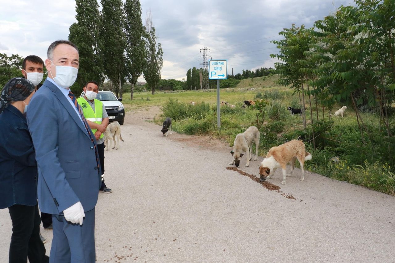 Başkan Saygılı, Sokak Hayvanlarına Yem Bıraktı